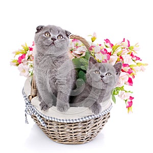 Scottish straight and scottish fold kittens. Fluffy kittens in a