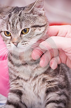 Scottish-straight gray beautiful cat