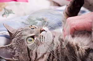 Scottish-straight gray beautiful cat