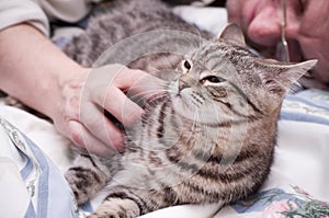 Scottish-straight gray beautiful cat