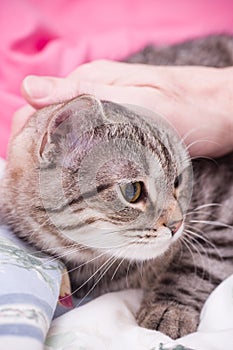 Scottish-straight gray beautiful cat