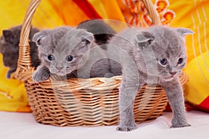 Scottish-straight gray beautiful cats