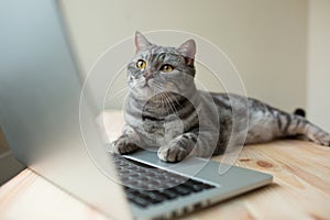 Scottish straight gray cat working at the computer as a developer online