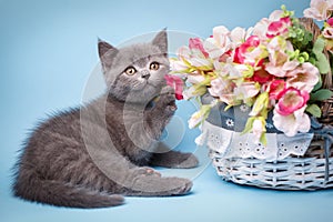 Scottish straight kitten. The cat lying next to a basket with flowers