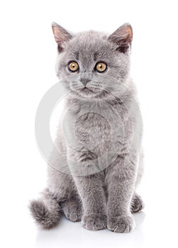 Scottish straight kitten. Gray kitten is isolated on a white background