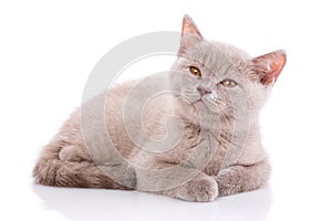 Scottish straight kitten. Kitten with great interest looks upwards. isolated on a white background