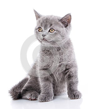 Scottish straight kitten. Isolated on a white background. Funny gray kitten