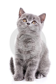 Scottish straight kitten. Isolated on a white background. Gray kitten on photo studio