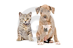 Scottish Straight kitten and pitbull puppy