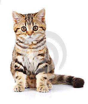 Scottish Straight kitten sitting on white background