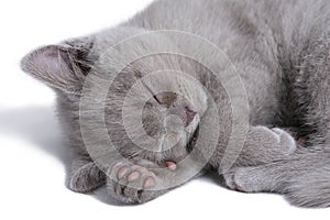 Scottish Straight Kitten Sleeps on White Background