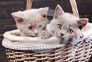 Scottish straight kittens. Cats with decorations. On a black background