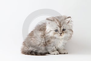 Scottish Straight long hair kitten sitting on white background
