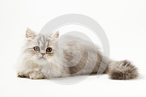 Scottish Straight longhair kitten lying on white background