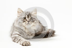 Scottish Straight longhair kitten lying on white background