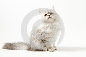 Scottish Straight longhair kitten sitting on white background