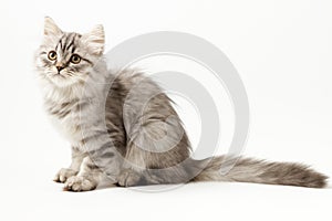 Scottish Straight longhair kitten sitting on white background