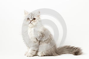 Scottish Straight longhair kitten sitting on white background