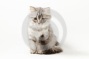 Scottish Straight longhair kitten sitting on white background