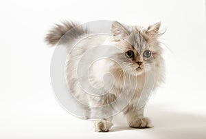 Scottish Straight longhair kitten staying four legs against a white background