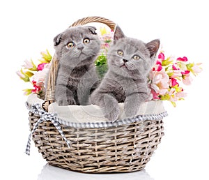 Scottish straight and scottish fold kittens. Cats with decorations