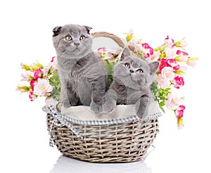 Scottish straight and scottish fold kittens. Cats with decorations