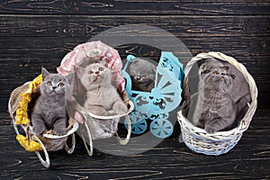 Scottish straight and scottish fold kittens. Five kittens in scenery