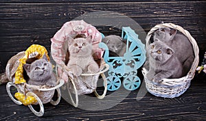 Scottish straight and scottish fold kittens. Funny kitten with decorations