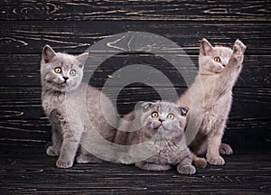 Scottish straight and scottish fold kittens. Miles are fluffy kittens