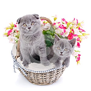 Scottish straight and scottish fold kittens.Two cat in a basket with flowers