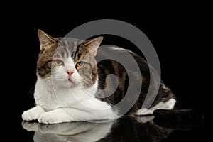 Scottish Straight tabby Cat Lying on Mirror, Black Background