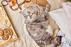 Scottish tabby cat lying in bed at home. Winter or autumn weekend concept. Flat lay woman accessories with letter, envelope,