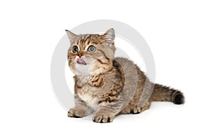 Scottish tabby cat with tongue hanging out