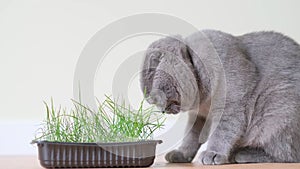 Scottish tabby cat on a white background with a green indoor plant. The cat eats sprouts of green oat grass