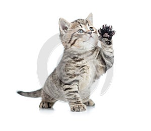 Scottish tabby kitten gives paw and looking up