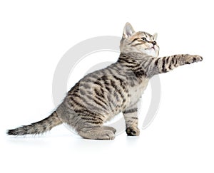 Scottish tabby kitten gives paw and looking up