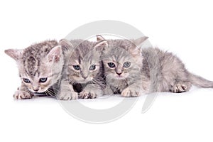 Scottish tabby kittens