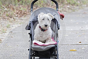 Scottish Terriar Rescue Dog in Stroller