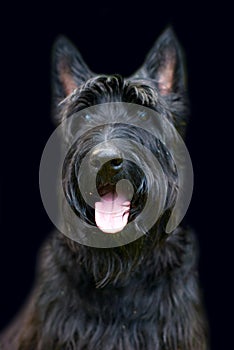 Scottish terrier