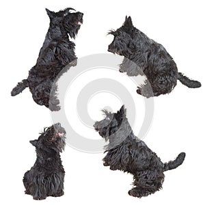 Scottish terrier