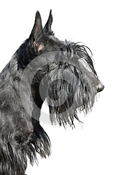 Scottish terrier