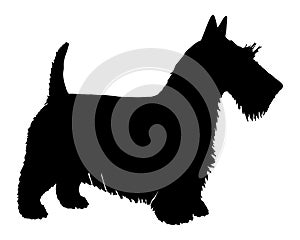 Scottish Terrier