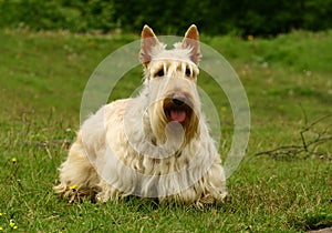 The Scottish Terrier