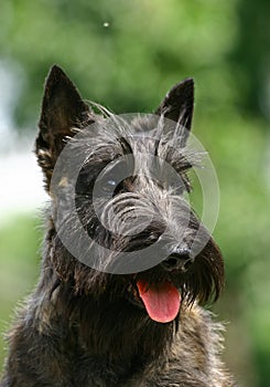 The Scottish Terrier