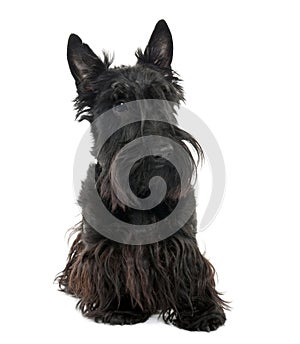 Scottish Terrier (16 months old)