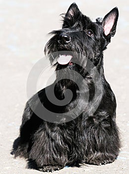 Scottish Terrier