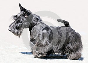 Scottish Terrier