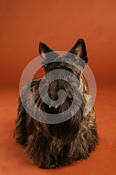 Scottish Terrier