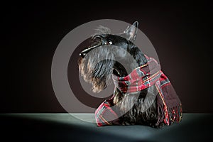 Scottish terrier