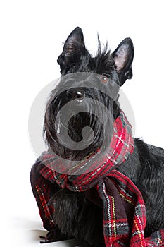 Scottish terrier